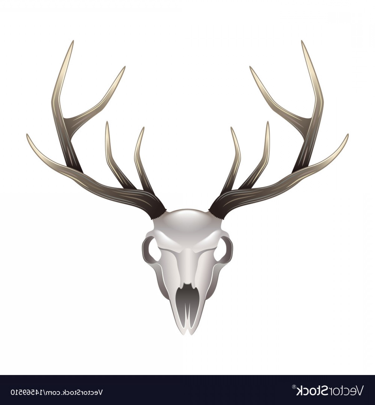 1200x1296 Elk Skull Vector Art Arenawp