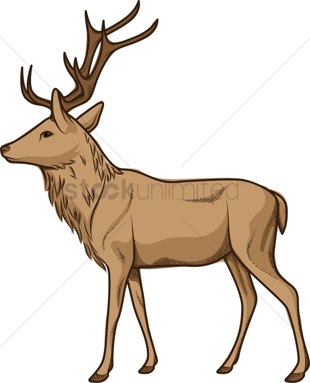 1051x1300 Male Deer Vector Image