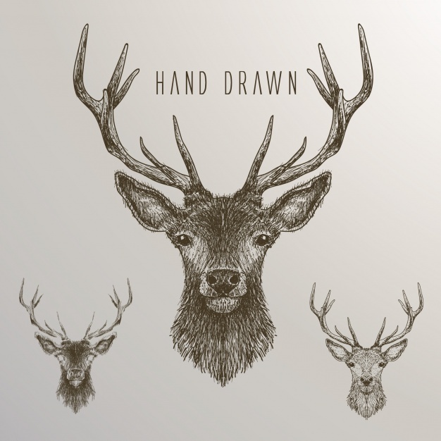 626x626 Deer Vectors, Photos And Psd Files Free Download