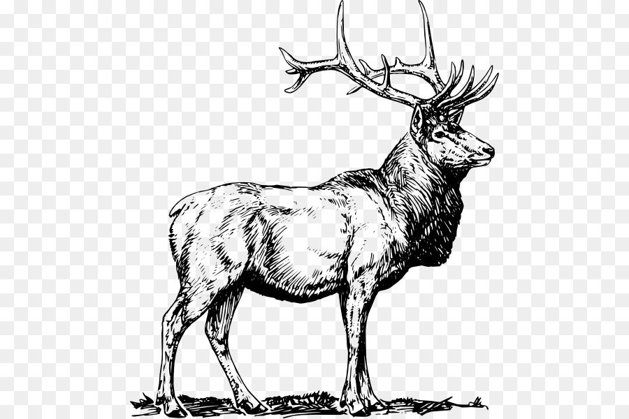 900x600 Elk Deer Clip Art