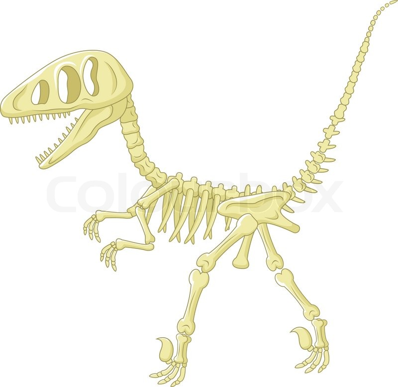 800x777 Vector Illustration Of Cartoon Dinosaur Skeleton Stock Vector