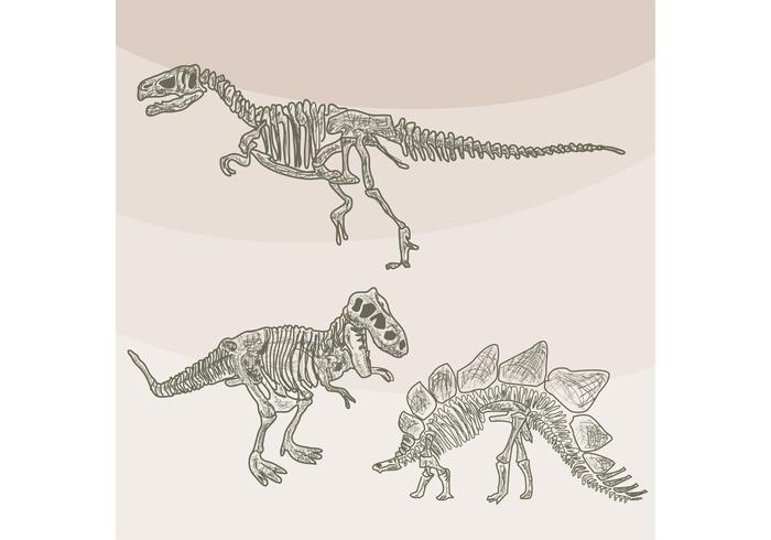 700x490 Dinosaur Bones Vectors