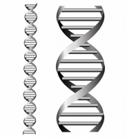 184x200 Dna Helix Free Vector Graphic Art Free Download (Found 161 Files