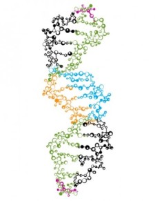 225x291 Dna Strand Free Vector 4vector