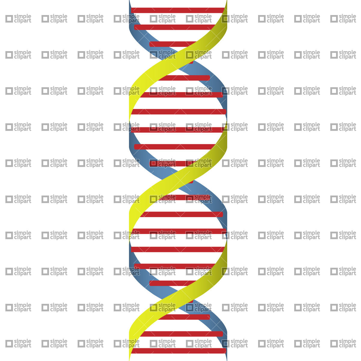 1200x1200 Dna Strand Vector Image
