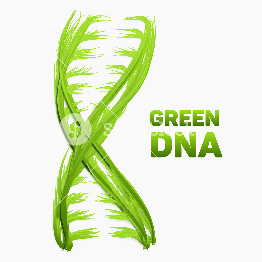 1000x1000 Vector Abstract Dna Strand As Green Grass. Conceptual Health And