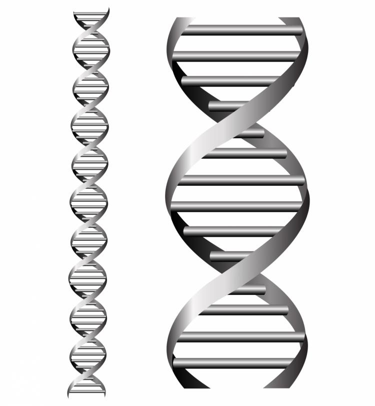 750x811 Dna Free Vector 4vector