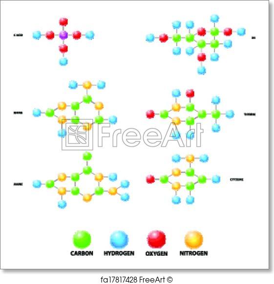 561x581 Free Art Print Of Deoxyribonucleic Acid Dna Vector. Basic Building