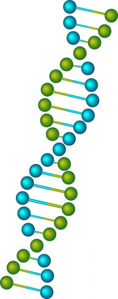 237x600 Vector Image Of A Dna.