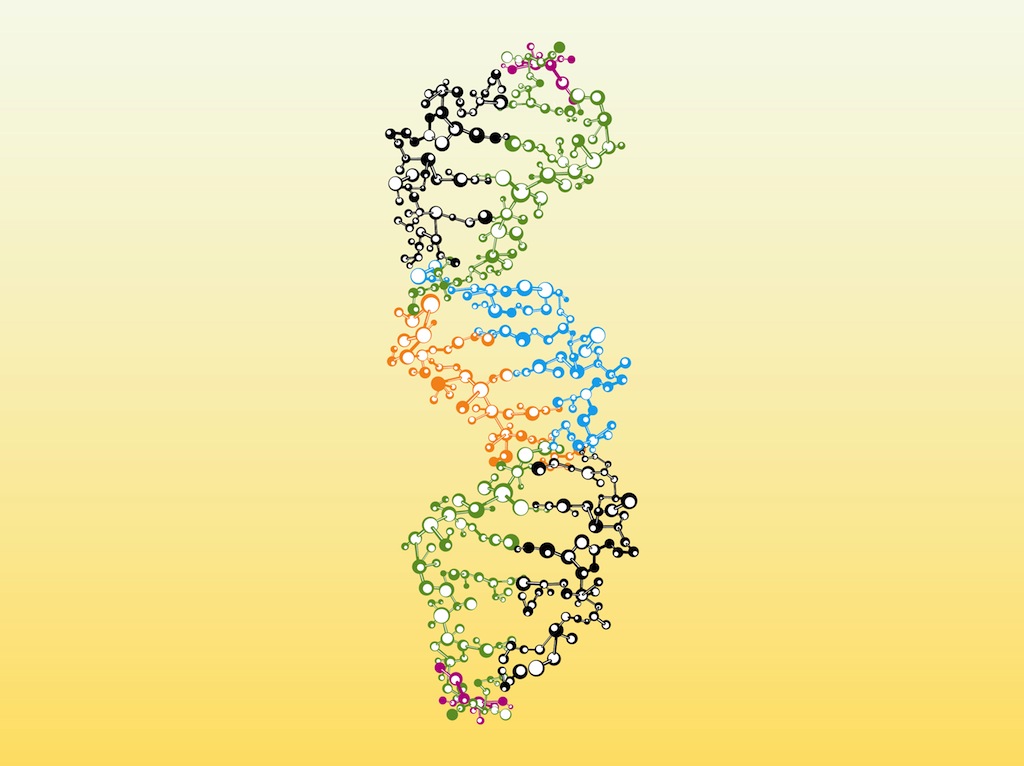 1024x766 Colorful Dna Vector Art Amp Graphics
