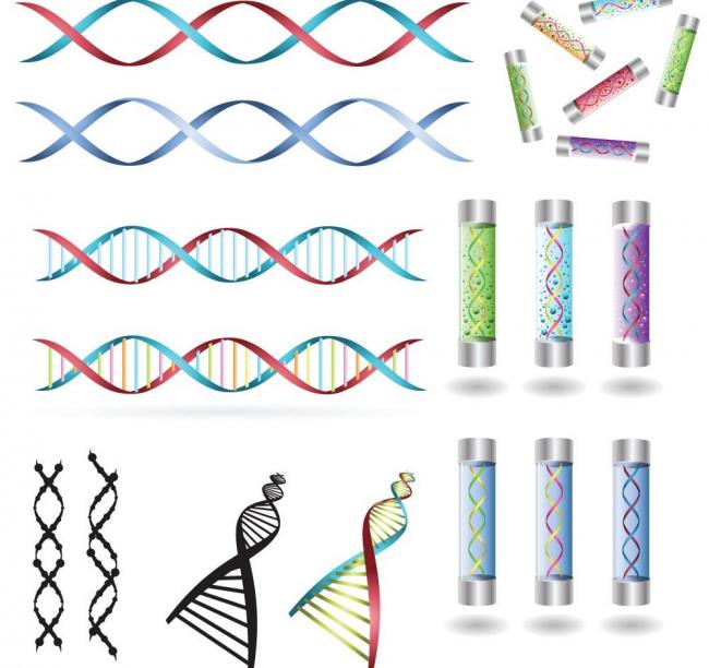 650x612 Dna Gene Picture Free Download Files