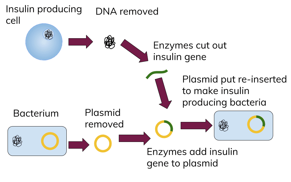 960x600 Vector Plasmid Free Download On Melbournechapter