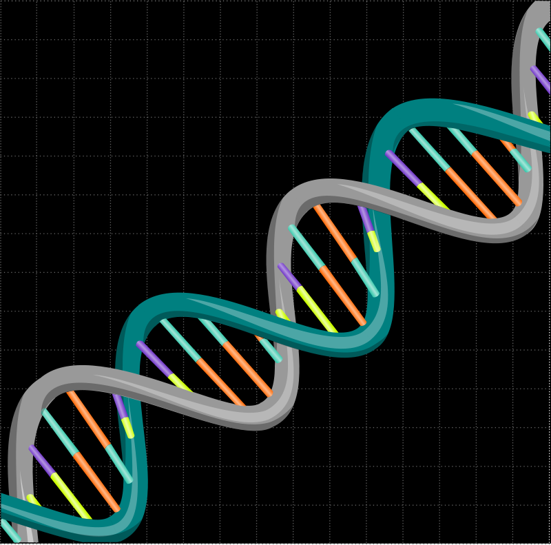 800x791 Dna Free Vector 4vector
