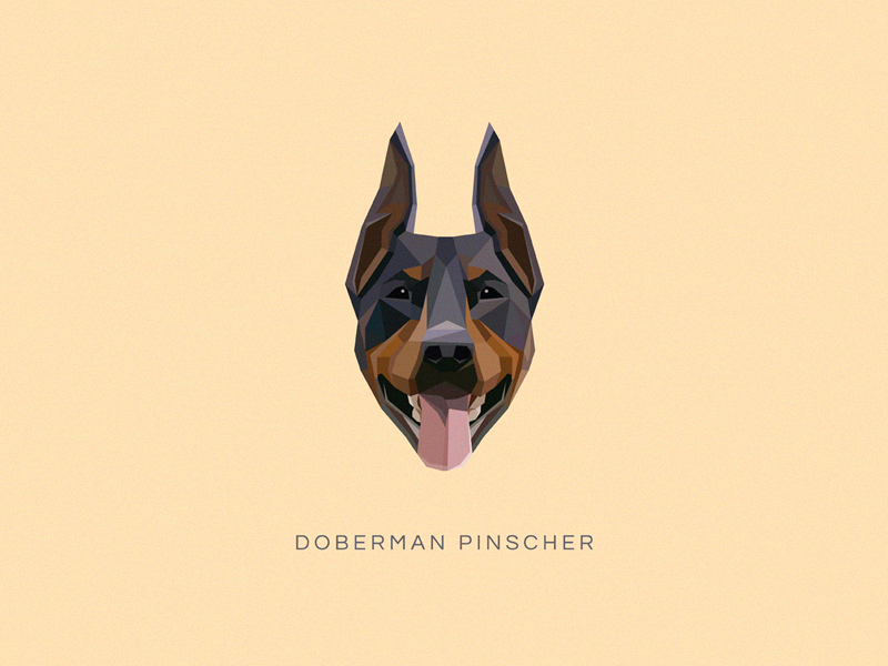 800x600 Doberman Pinscher Vector Illustration By Diana Hlevnjak