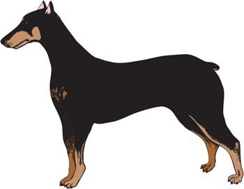 350x272 Free Doberman Vector 3 Clipart And Vector Graphics