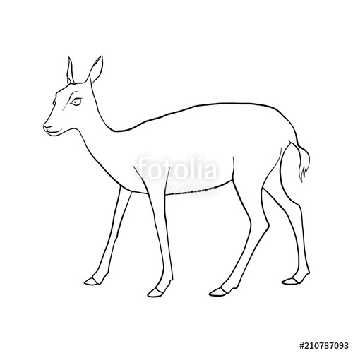500x500 Vector Drawing Doe Stock Image And Royalty Free Vector Files On