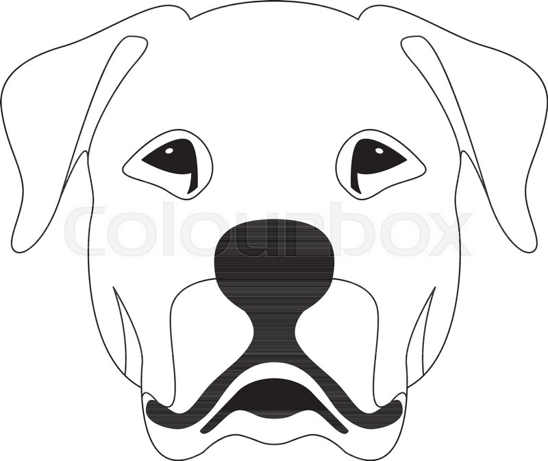 800x672 Argentine Dog Face Vector Illustration Line Drawing Stock Vector