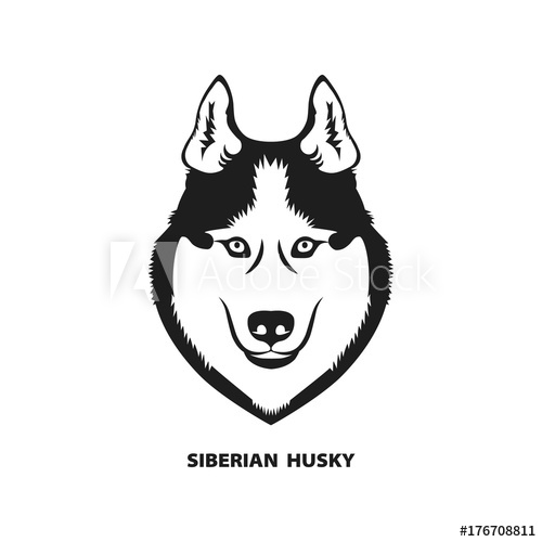 500x500 Siberian Husky Dog Head. Vector Illustration.