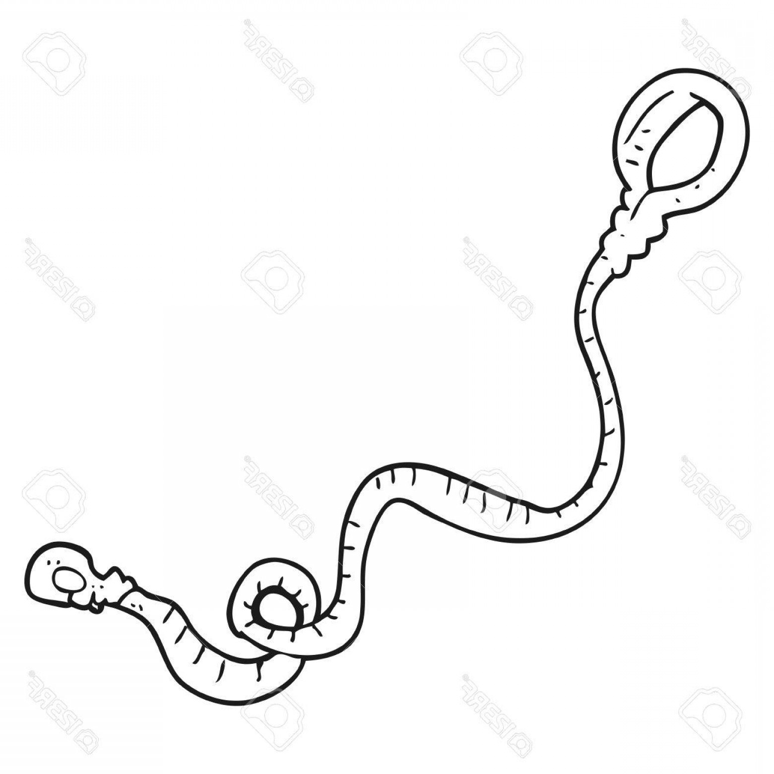 1560x1560 Photostock Vector Freehand Drawn Black And White Cartoon Dog Leash