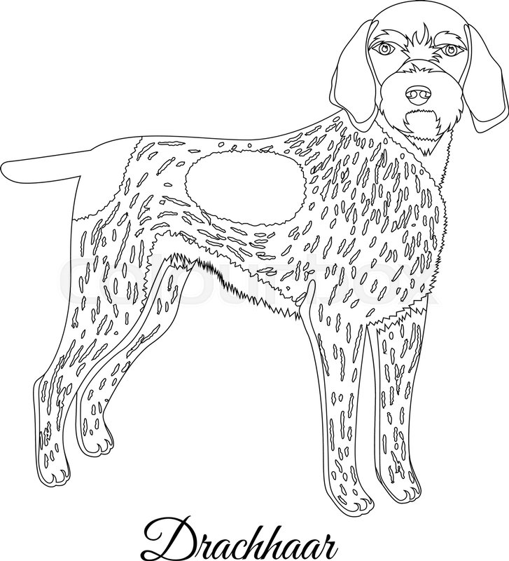 727x800 Drachhaar Dog Outline Vector Illustration Stock Vector Colourbox