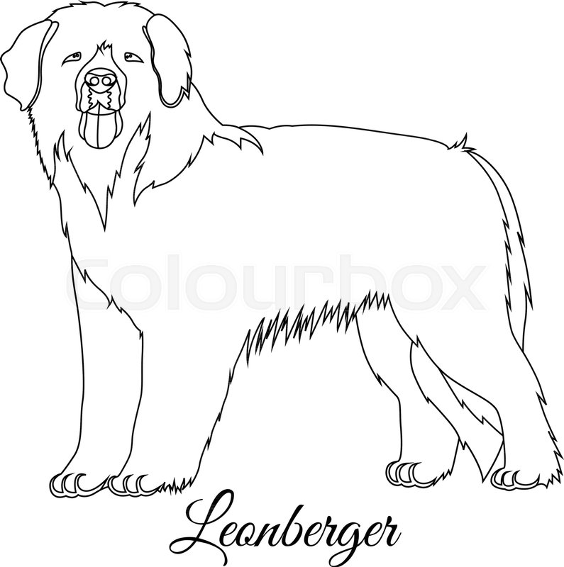 795x800 Leonberger Dog Outline Vector Illustration Stock Vector Colourbox