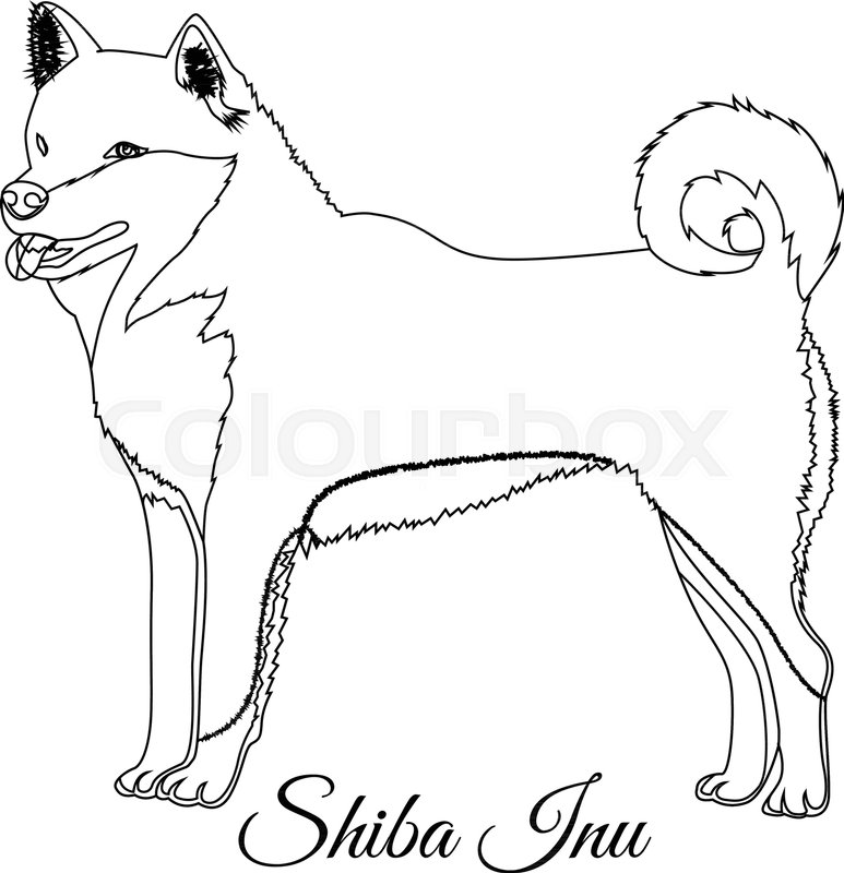 773x800 Shiba Inu Dog Outline Vector Illustration Stock Vector Colourbox