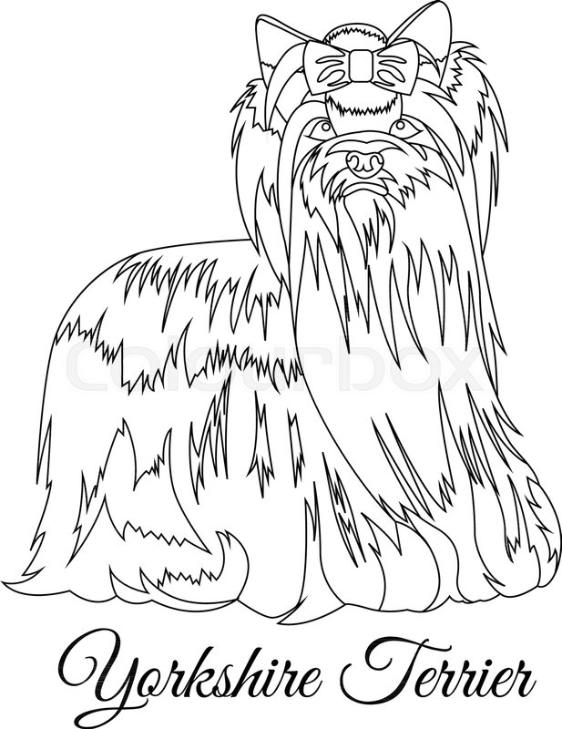 617x800 Yorkshire Terrier Dog Outline Vector Illustration Stock Vector