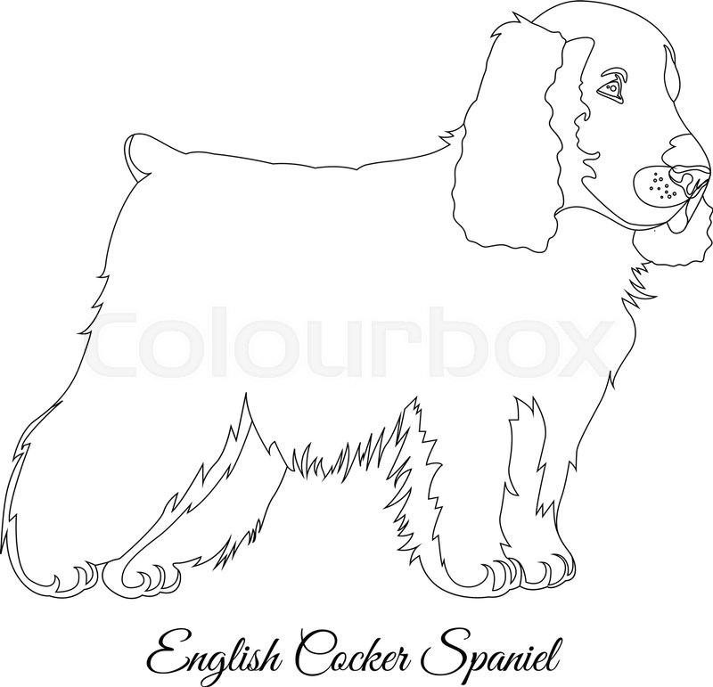 800x771 Cocker Spaniel Dog Outline Vector Illustration Stock Vector