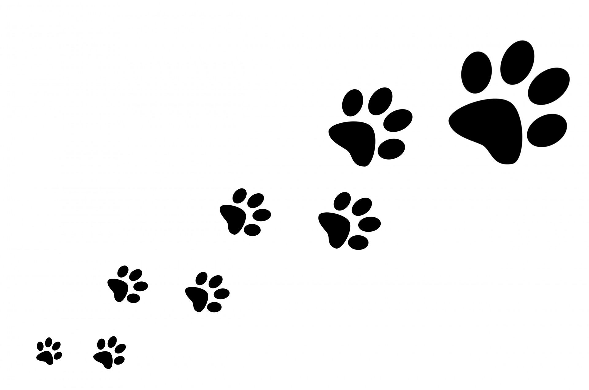 1920x1271 Dog Paw Vector 4657441