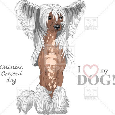 400x400 Hairless Chinese Crested Dog Sitting, Dark Skin Vector Image
