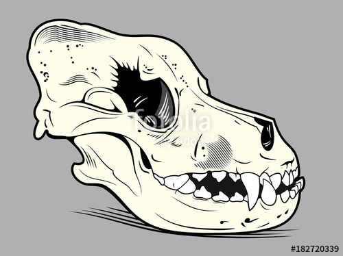 500x374 Skull Of A Dog Stock Image And Royalty Free Vector Files On
