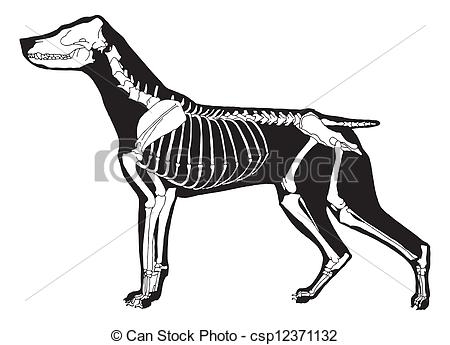 450x345 Clip Art Dog Skull Vector Clipart Illustrations Mnius8