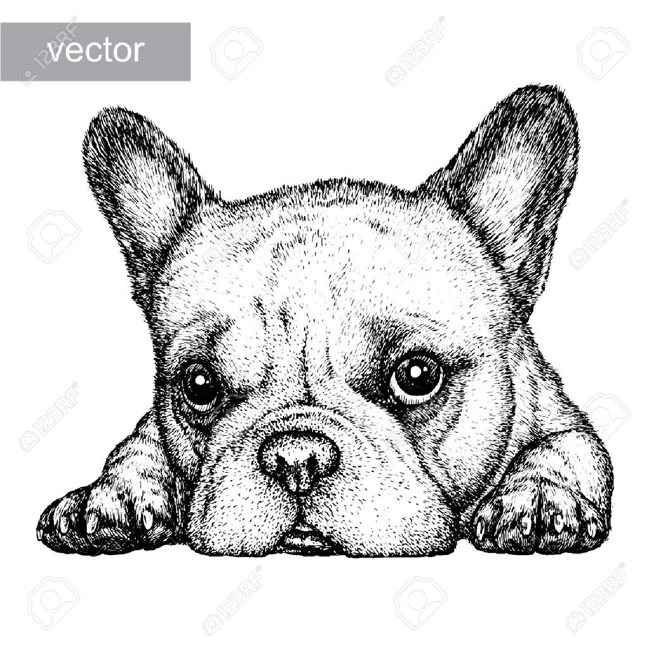 1300x1300 Dog Vector