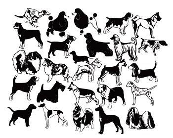 350x279 Vector Of Dog Of Black And White Dog Vector Biology Free