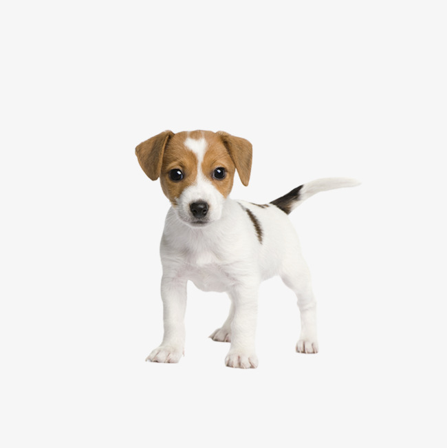 650x651 Dog Vector, Dog, Puppy, White Dog Png And Psd File For Free Download