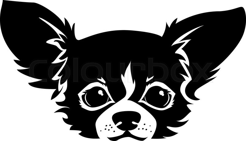 800x459 The Head Of Chihuahua Dog. Dog Vector Illustration. Stock Vector