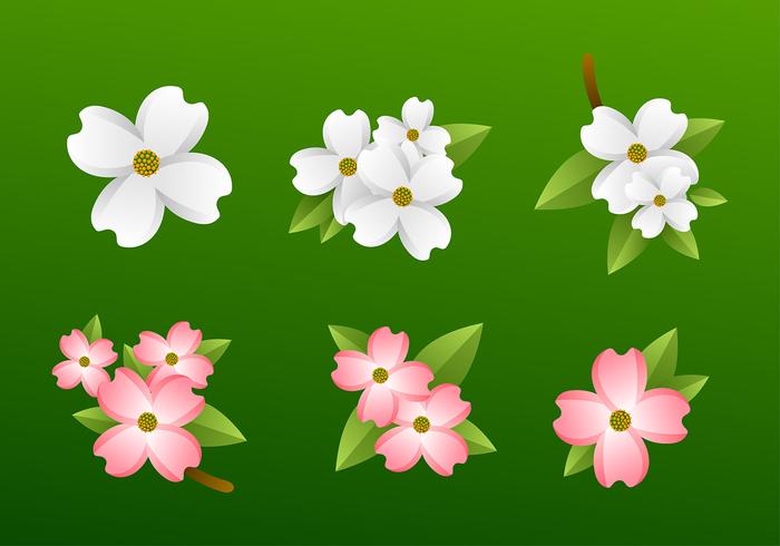 700x490 Dogwood Flower Free Vector Art