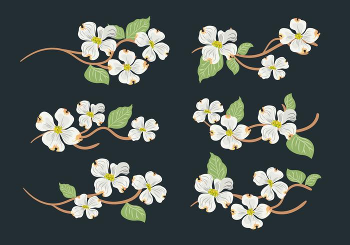 700x490 Dogwood Flower Vector Collection