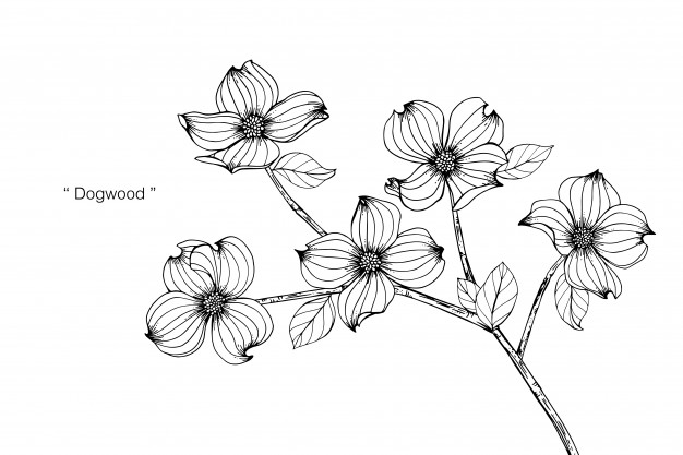 626x417 Dogwood Flower Vectors, Photos And Psd Files Free Download