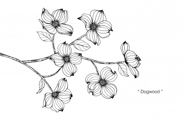 626x417 Dogwood Flower Drawing Illustration Vector Premium Download