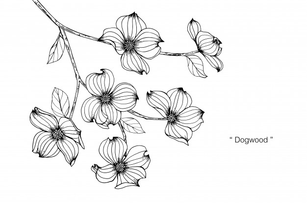 626x417 Dogwood Flower Drawing Illustration. Vector Premium Download