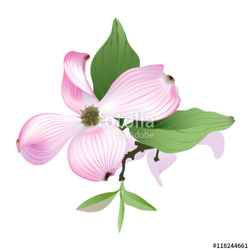 500x500 Dogwood. Hand Drawn Vector Illustration Of Pink Dogwood Flowers On