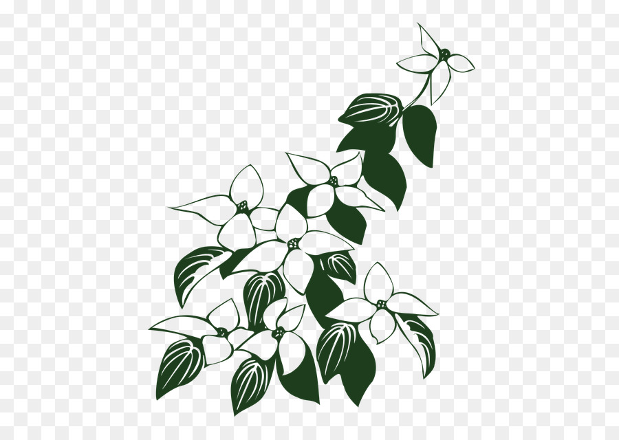 900x640 Flowering Dogwood Kousa Dogwood Drawing Vector Graphics