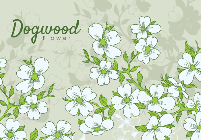 700x490 Free Hand Drawn Dogwood Flowers