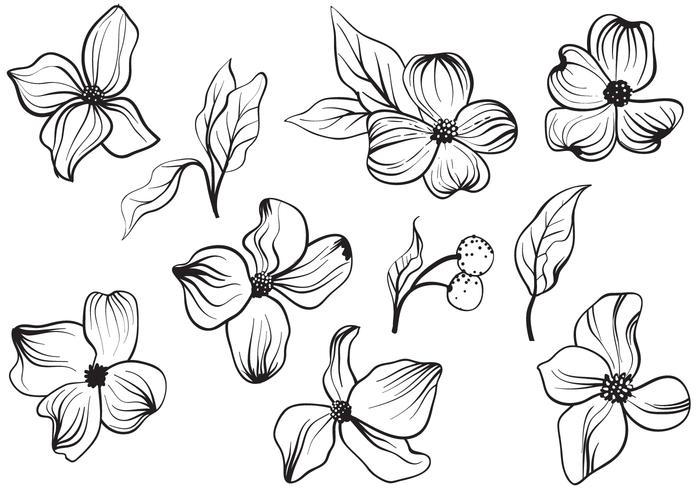700x490 Free Vintage Dogwood Flowers Vectors