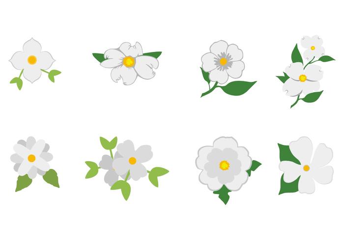 700x490 Free White Dogwood Icon Vector