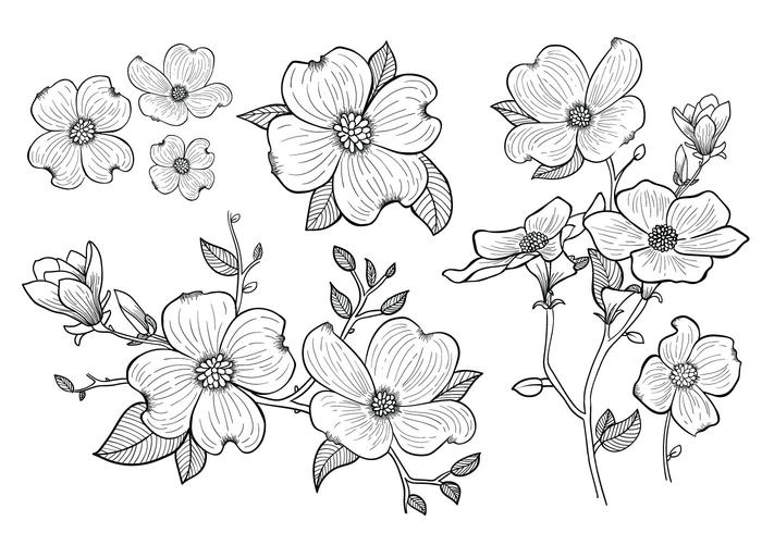 700x490 Hand Drawn Dogwood Flowers