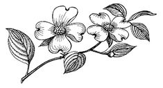 235x127 Vector Dogwood Flowers ~ Illustrations On Creative Market