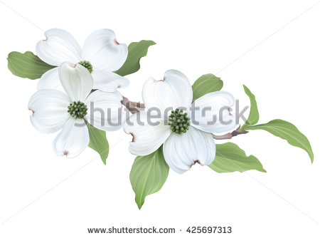 450x334 Vector Dogwood Flower Free Clipart Clear Background