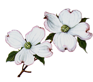 300x264 Collection Of Free Flower Vector Dogwood. Download On Ubisafe